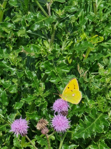 Clouded Yellow