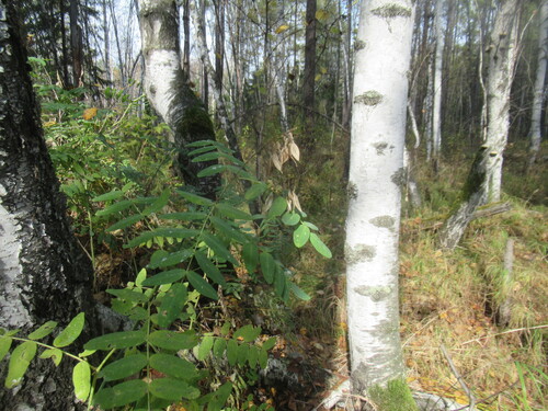 Astragalus frigidus, photograph 3