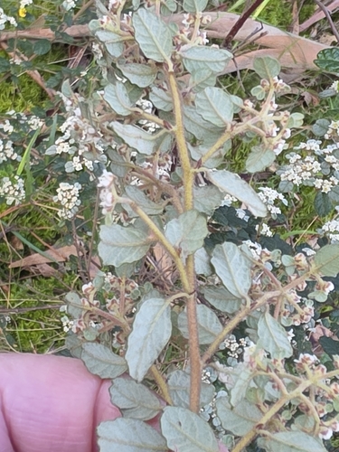 Spyridium parvifolium, photograph 3