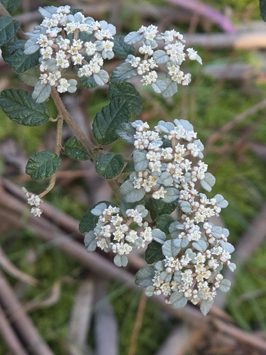 Spyridium parvifolium, photograph 4