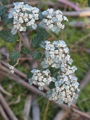 Spyridium parvifolium, photograph (c) Ian Rainbow, some rights reserved (CC BY)