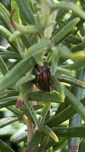 Rosemary Beetle