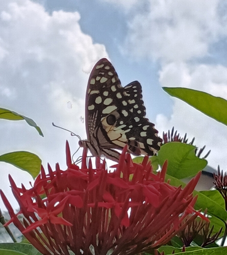 Lime Swallowtail