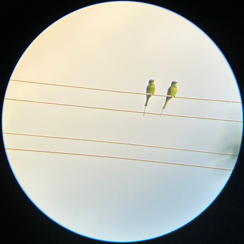 Asian Green Bee-eater