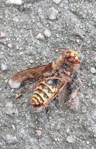 European Hornet