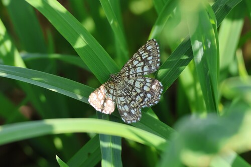Latticed Heath
