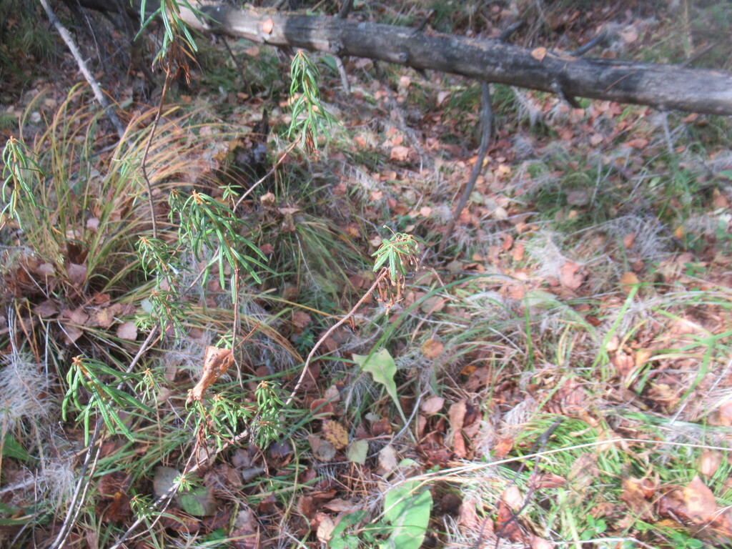 Rhododendron tomentosum; photograph author not stated, no rights reserved