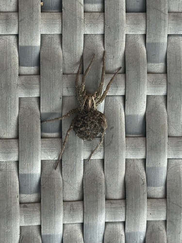 Radiated Wolf Spider