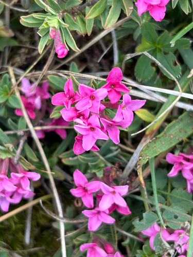 Rose Daphne