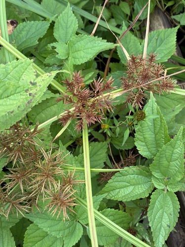 Fragrant flatsedge