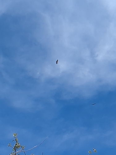 Eurasian Griffon