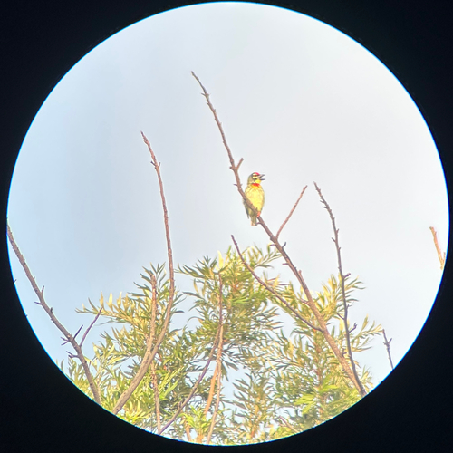 Coppersmith Barbet