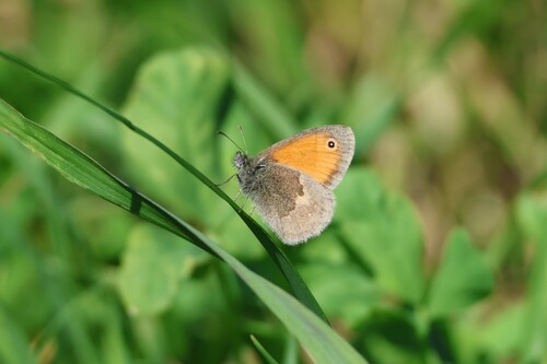Small Heath