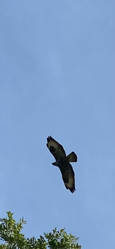 Common Buzzard