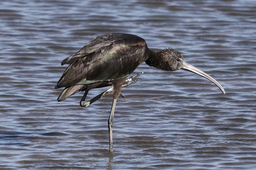 Glossy Ibis