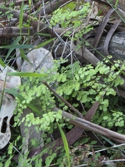 Adiantum aethiopicum, photograph (c) Ian Rainbow, some rights reserved (CC BY)
