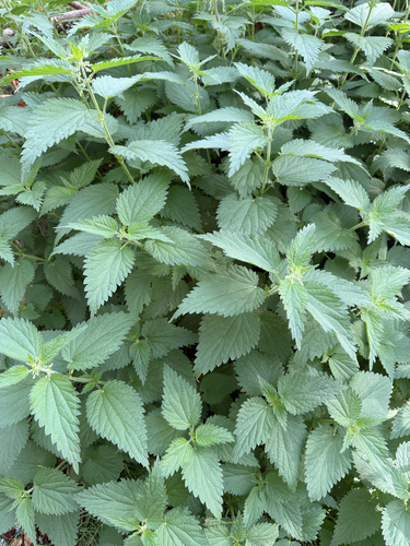 great stinging nettle