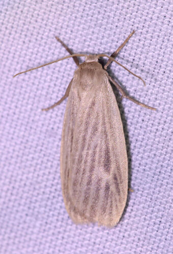 Pale Lichen Moth