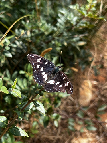 Southern White Admiral