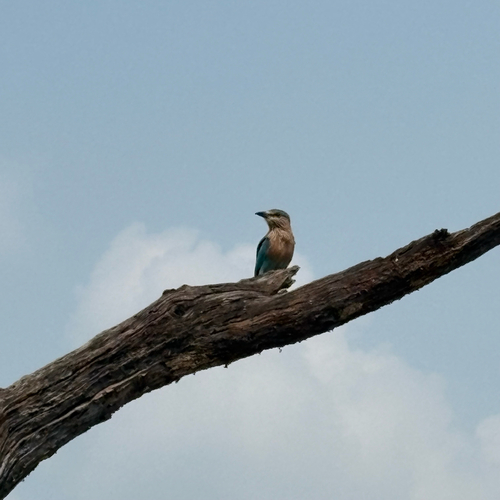 Indian Roller