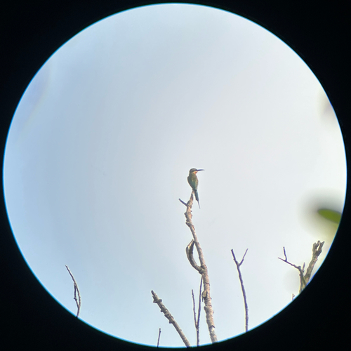Blue-tailed Bee-eater