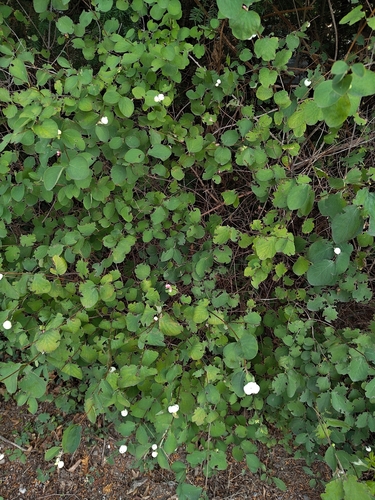 Common Snowberry