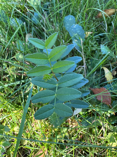 Bush Vetch
