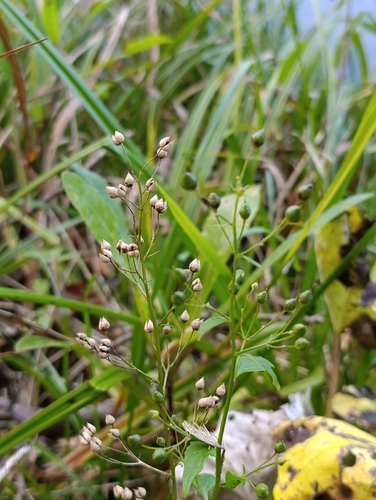 Scrophularia nodosa, photograph 4