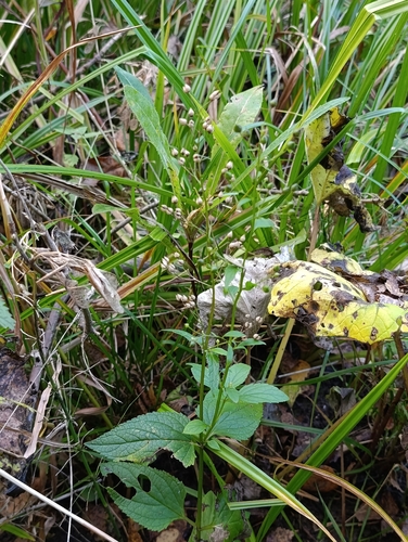Scrophularia nodosa, photograph 5