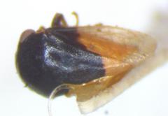 Micrutalis binaria