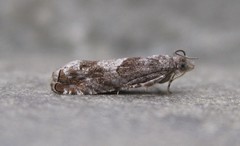 Epinotia solicitana