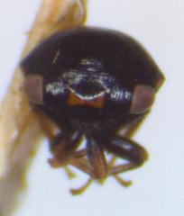 Micrutalis binaria