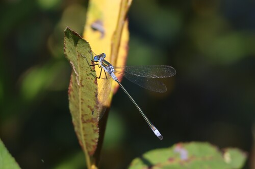 Common Spreadwing