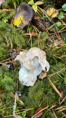 Sheep Polypore