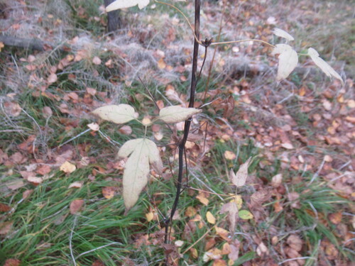 Clematis alpina, photograph 1