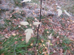 Clematis alpina, photograph author not stated, no rights reserved