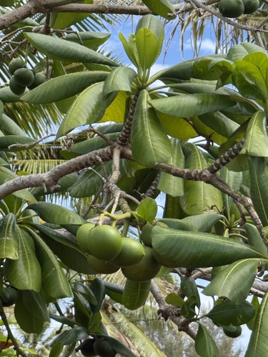 Ochrosia oppositifolia observed 2026-09-20