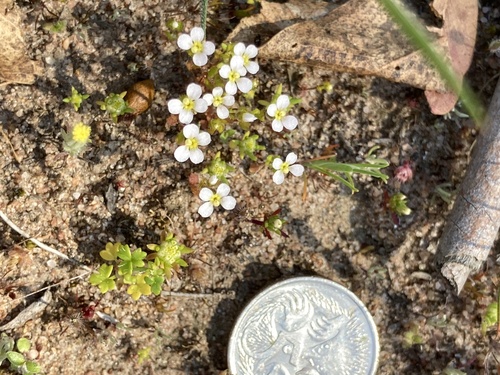 Hairy Stylewort
