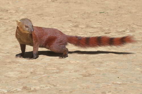 Ring-tailed Vontsira