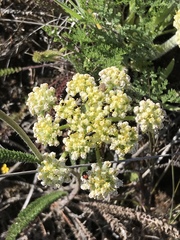 Lomatium macrocarpum