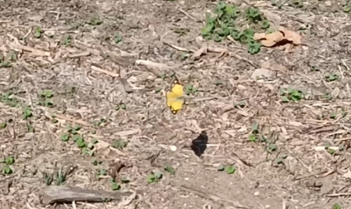 Clouded Yellow