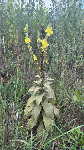 Dense-flowered Mullein