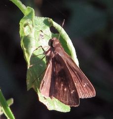 Vehilius stictomenes
