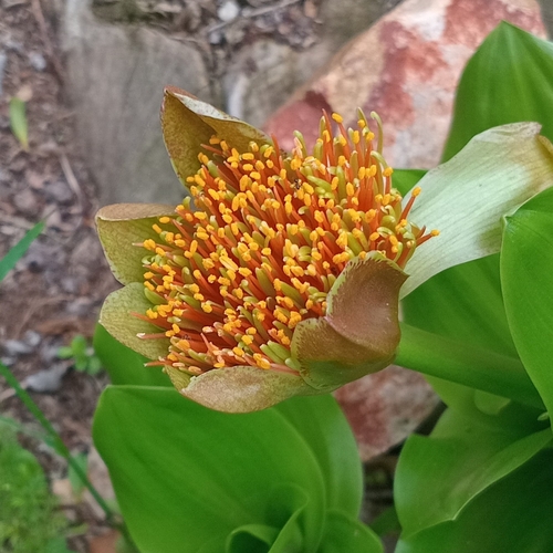 Scadoxus puniceus