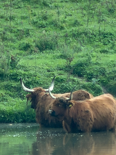 Domestic Cattle