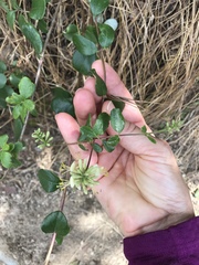 Lonicera subspicata denudata