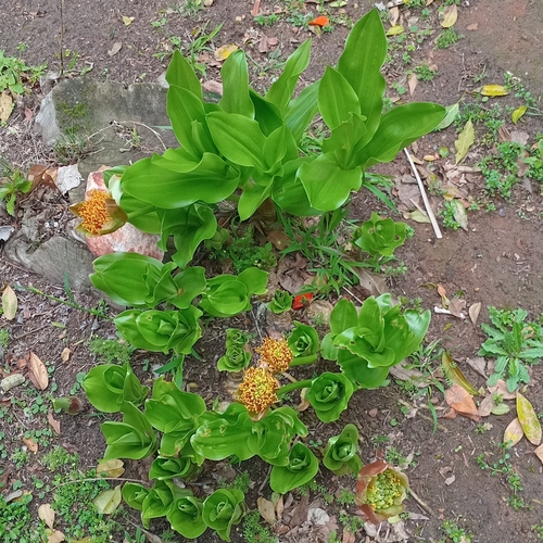 Scadoxus puniceus, photograph 1