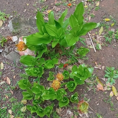 Scadoxus puniceus, photograph author not stated, no rights reserved