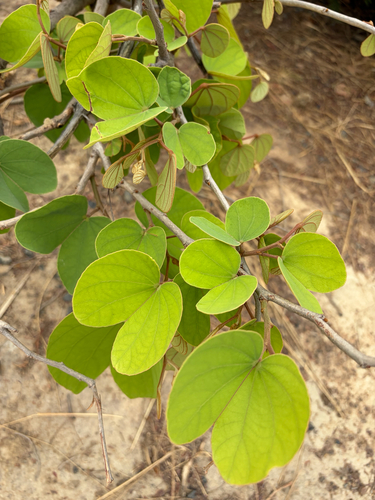Piliostigma thonningii, 2026-09-21