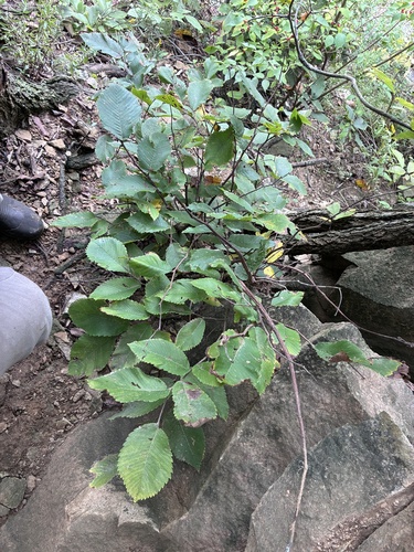 rock elm